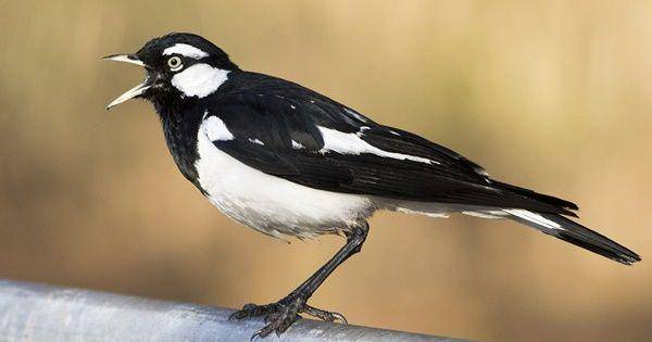 Magpie larks (ebird.org)