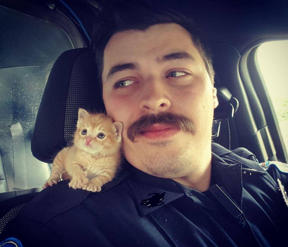 potret lucu kucing cari perhatian (reddit.com/user/BaconOpinion)