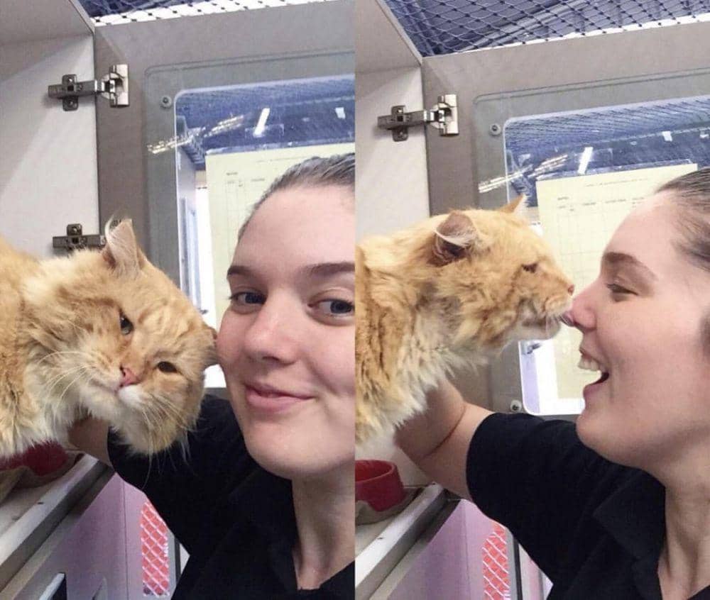 potret lucu kucing cari perhatian (reddit.com/user/parisburnscp)