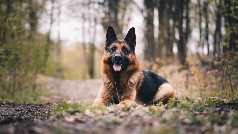 10 Anjing dengan Indra Penciuman Terbaik, Bisa Diandalkan