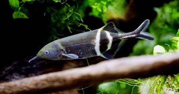 Elephant nose fish (theaquariumguide.com)
