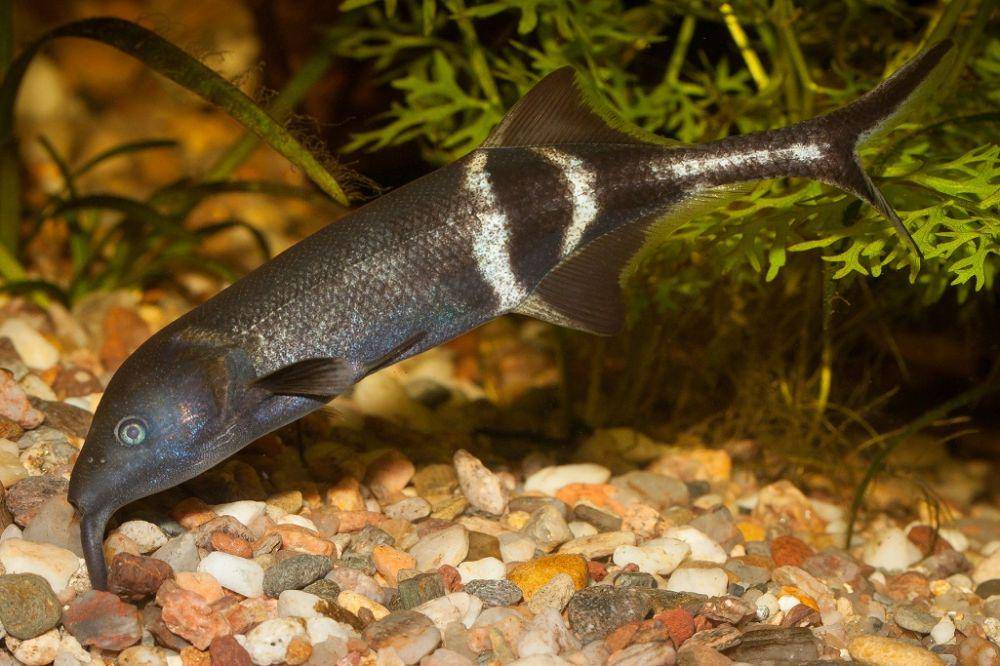 Elephant nose fish (thepetstep.com)