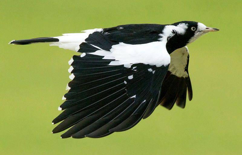 Magpie larks (ebird.org)
