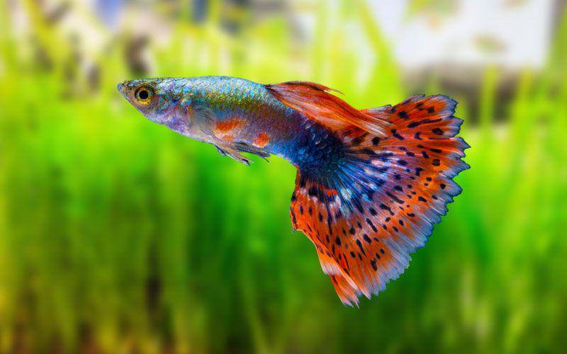 Guppy (vivopets.com)