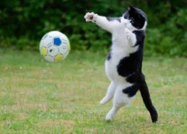 kucing bermain sepak bola sebagai keeper (youtube.com/Shahroz Farooq)