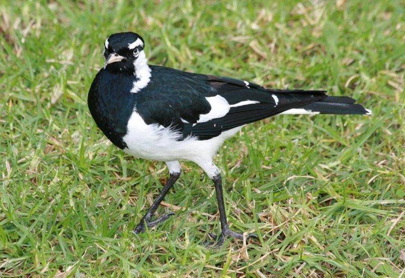 Magpie larks (centennialparklands.com)