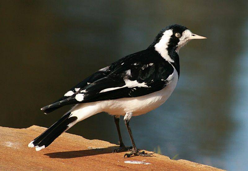 Magpie larks (en.wikipedia.org)