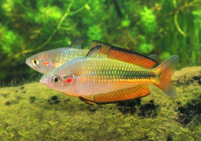 Crimson spotted rainbow fish (rainbowfish.angfaqld.org.au)