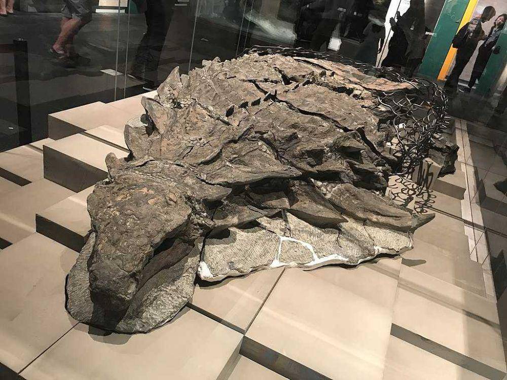 nodosaurus (ケラトプスユウタ, CC BY-SA 4.0, via Wikimedia Commons)