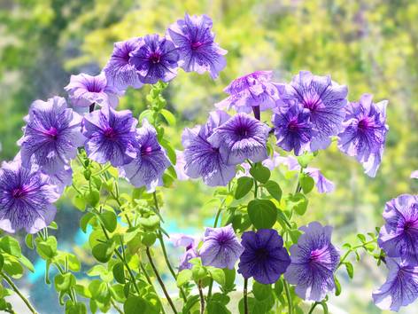 ilustrasi bunga petunia (pexels.com/Eleonora Sky)