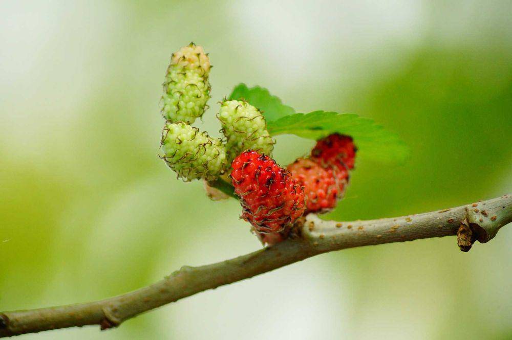 buah murbei (pixabay.com/ikon)