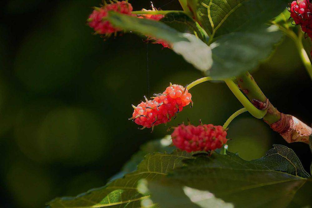 buah murbei (pixabay.com/Gerhard_Romero)