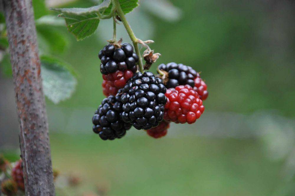 buah murbei (pixabay.com/kadirkritik)