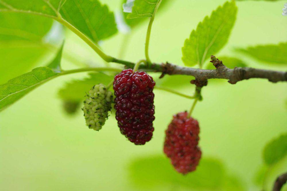 buah murbei (pixabay.com/janaprusova)