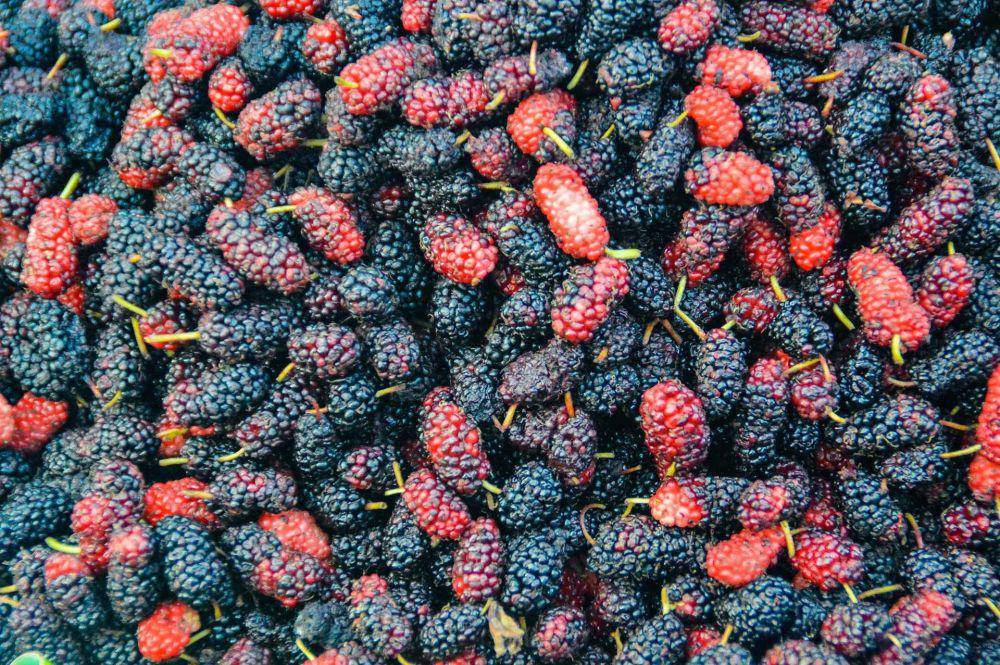 buah murbei (pixabay.com/MarieXMartin)
