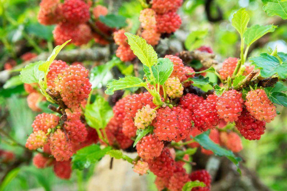 buah murbei (pixabay.com/Danganhfoto)