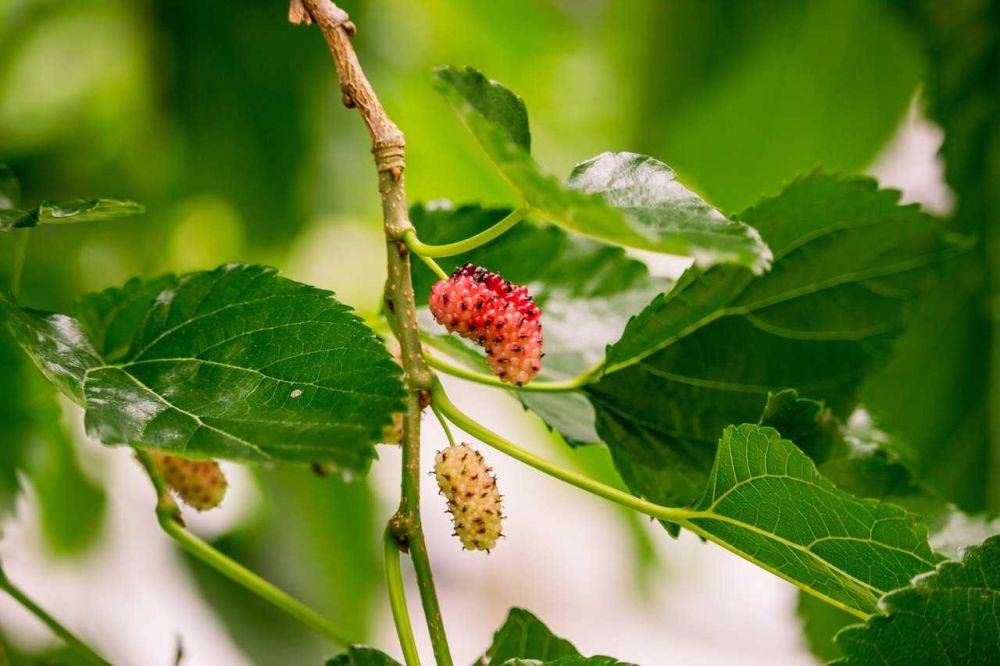 buah murbei (pexels.com/Claudio Mota)