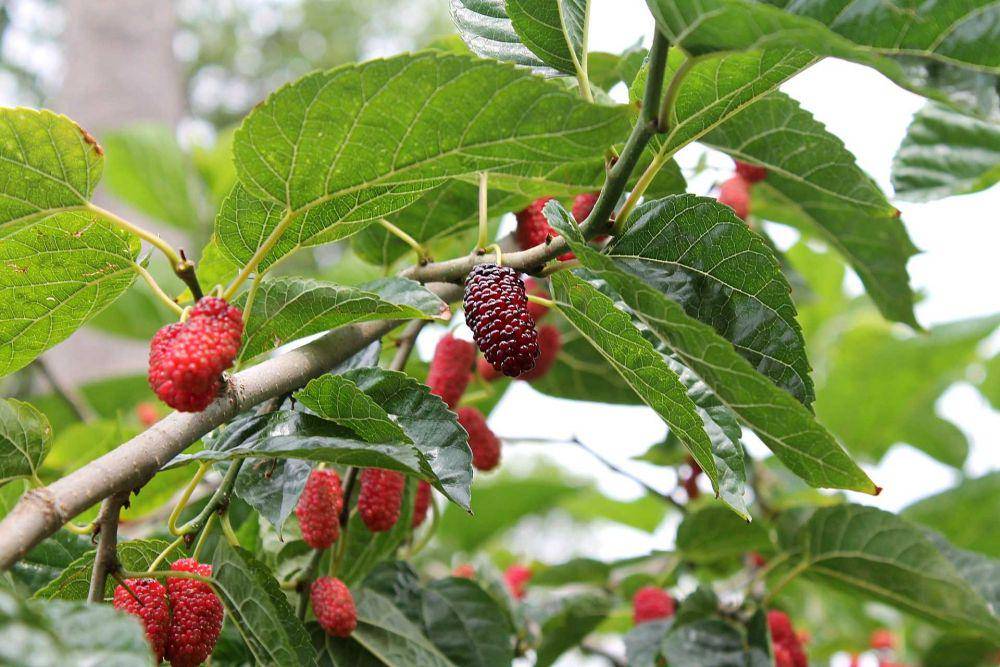 buah murbei (pixabay.com/tortic84)