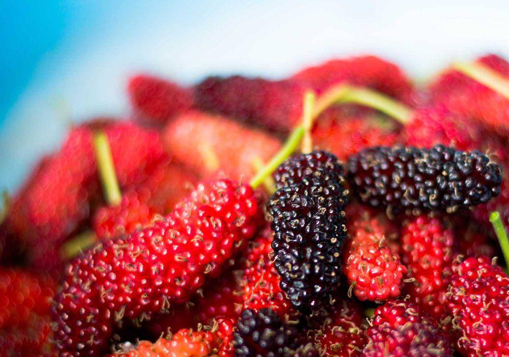 buah murbei (pixabay.com/Boykat)