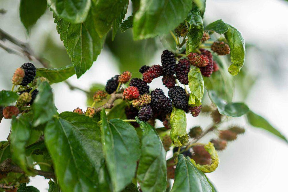 buah murbei (pixabay.com/chulmin1700)