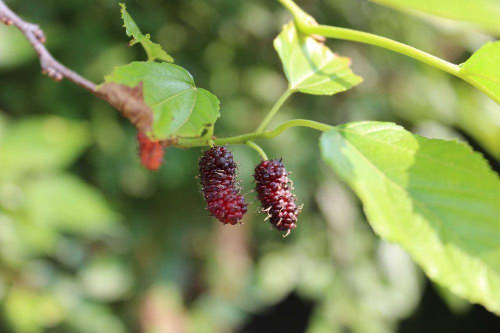 buah murbei (pixabay.com/fqhesse)