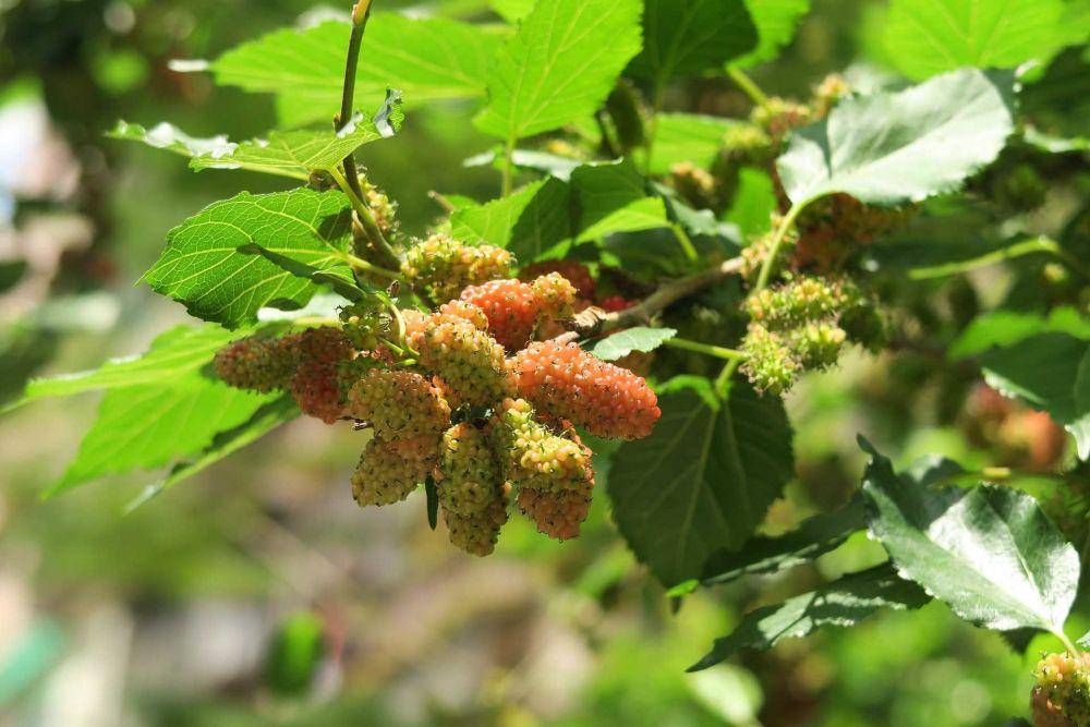 buah murbei (pixabay.com/MYCCF)
