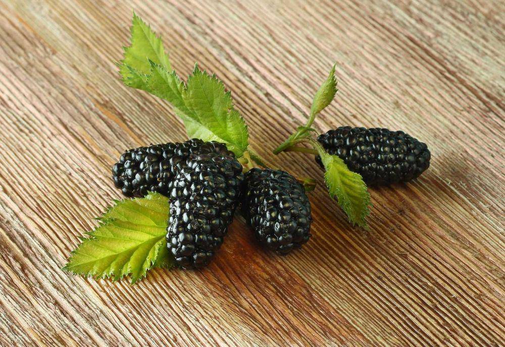 buah murbei (pixabay.com/unicase)