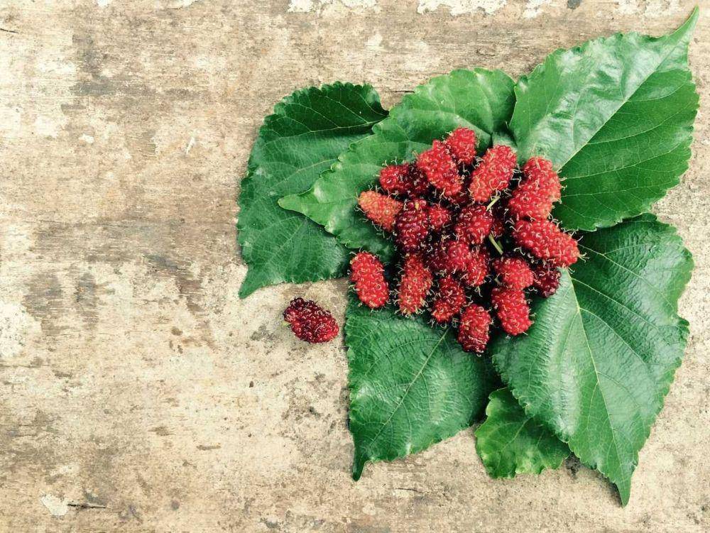 buah murbei (pexels.com/Weena Chiwangkul)