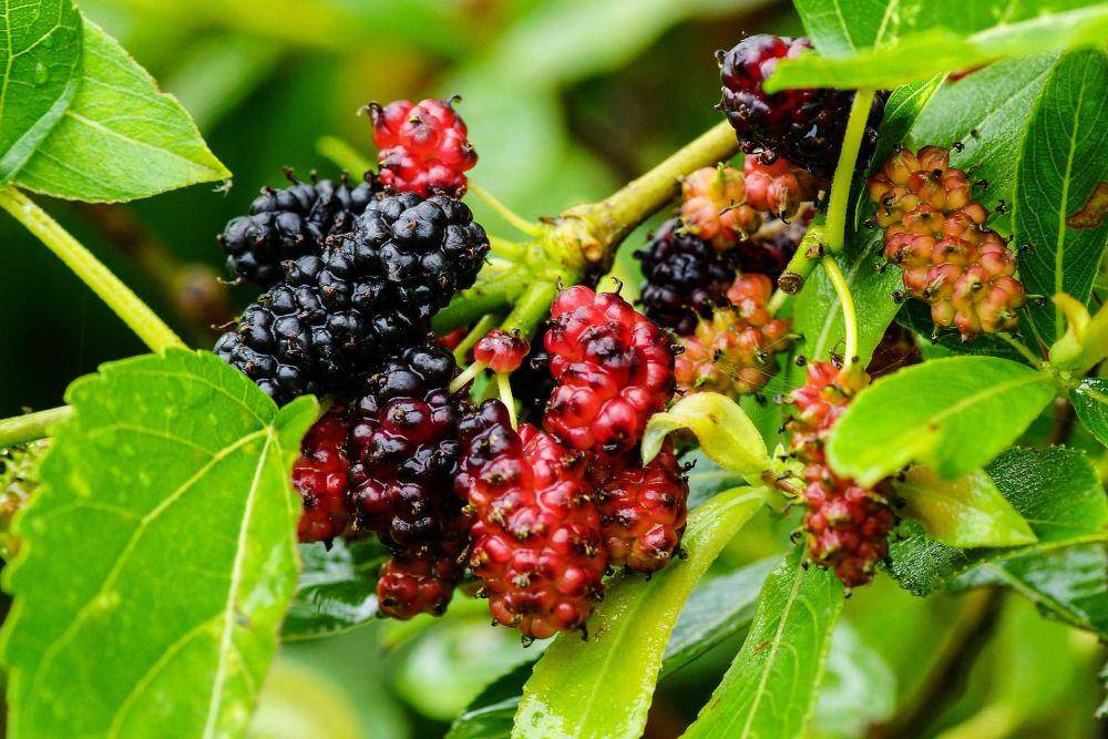 buah murbei (pixabay.com/chulmin1700)