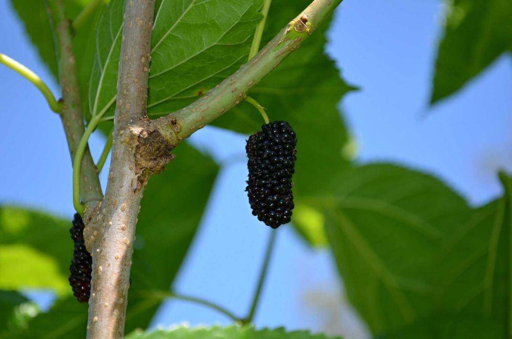 buah murbei (pixabay.com/valenciamarkyv69)