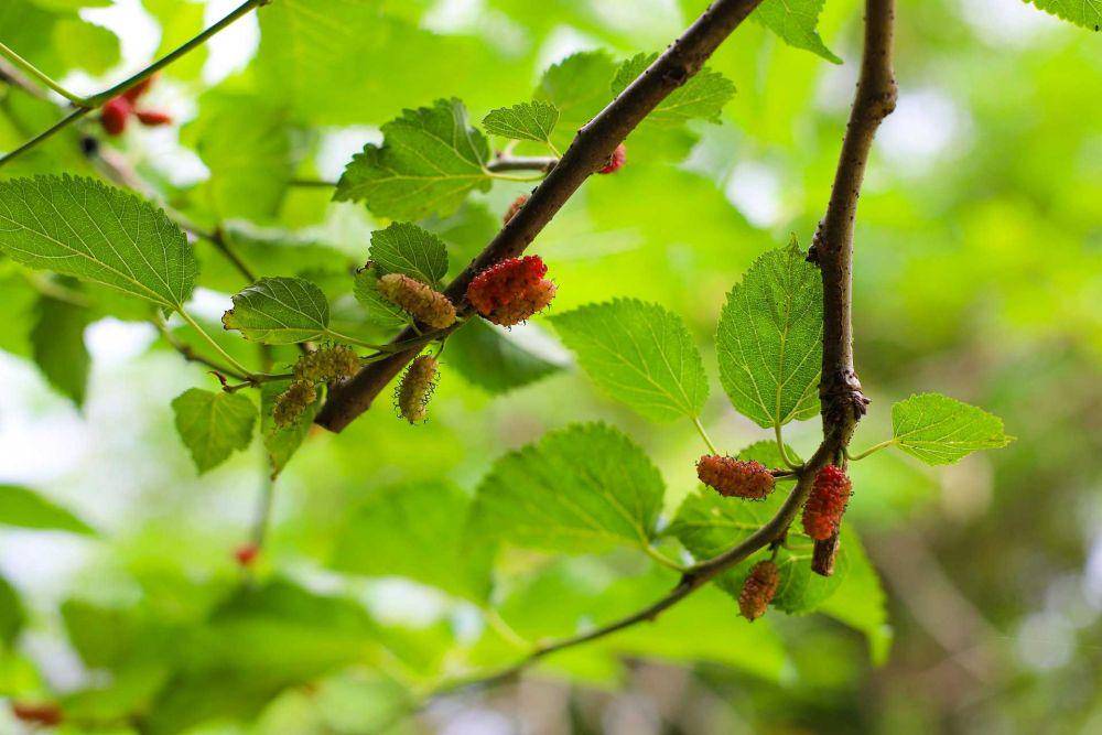 buah murbei (pixabay.com/idgmart)