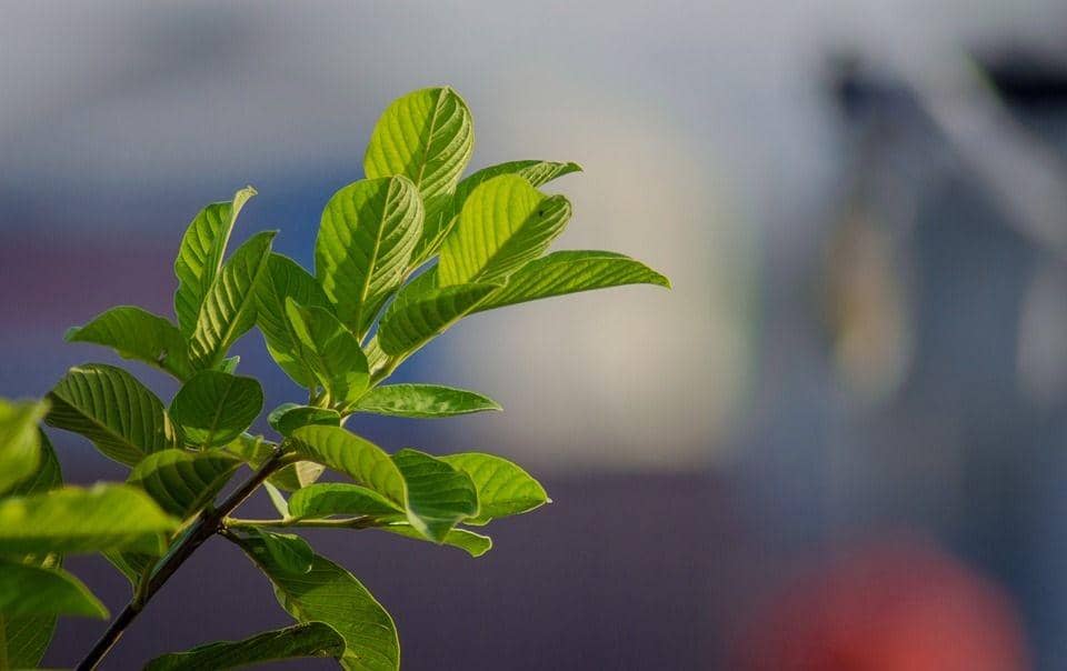 Ilustrasi daun jambu biji (pixabay.com/aulia_sailan1)