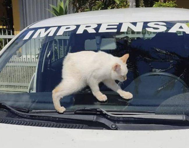 Gatoelho. (Instagram/gato.elho)