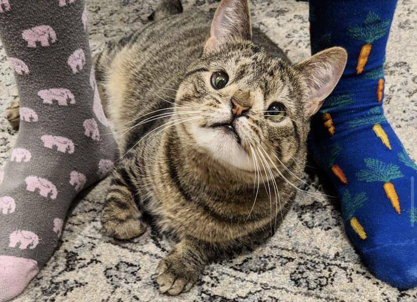 Kucing dengan Down syndrome. (Instagram/meetyadacat)