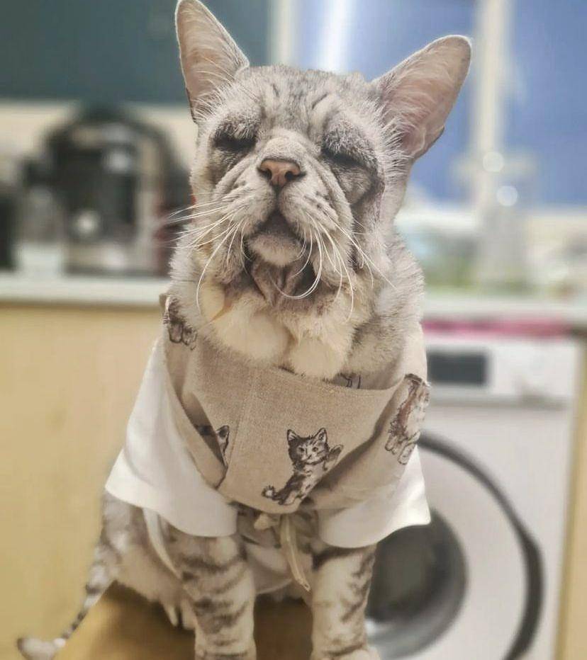 Kucing dengan EDS. (Instagram)