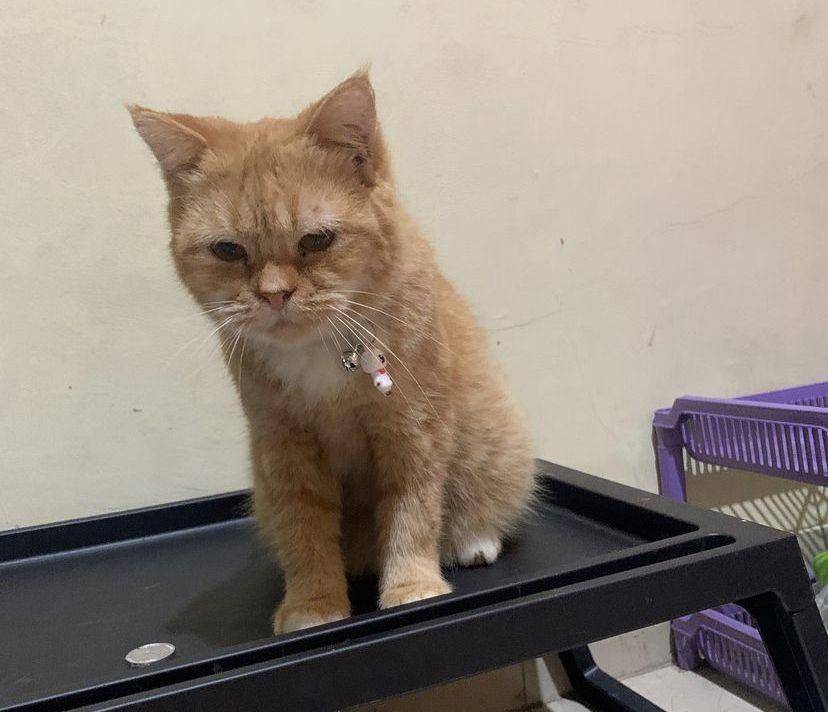 Adek, kucing penderita Cerebellar hypoplasia. (Instagram/syakalakapet)