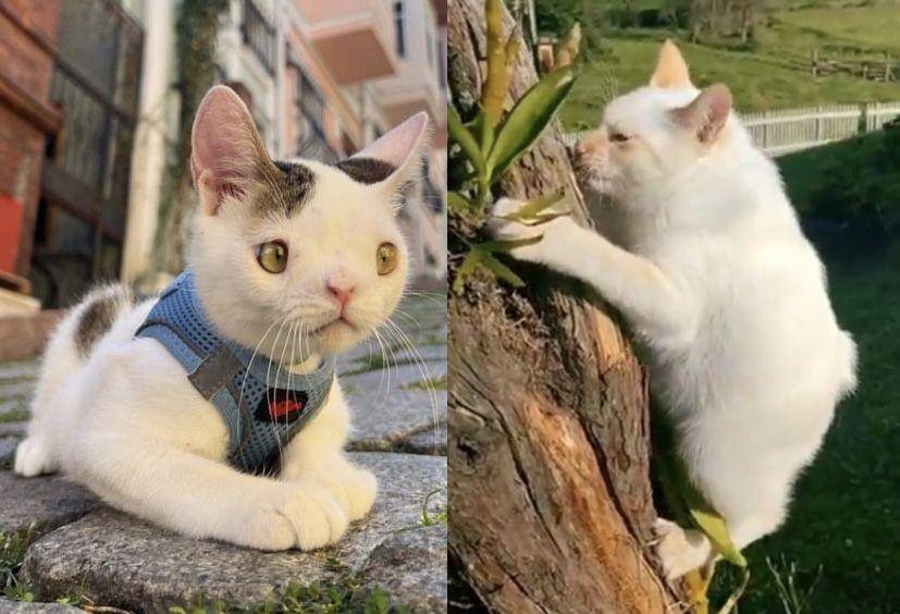 Kucing dengan kelainan genetik. (Instagram/meetyodacat)