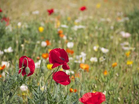 ilustrasi bunga poppy (pexels.com/Pixabay)