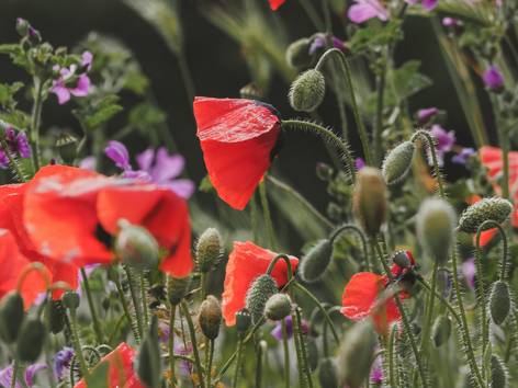 ilustrasi bunga poppy (pexels.com/Anna Medseason)