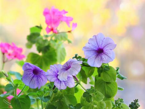 ilustrasi bunga petunia (pexels.com/Eleonora Sky)