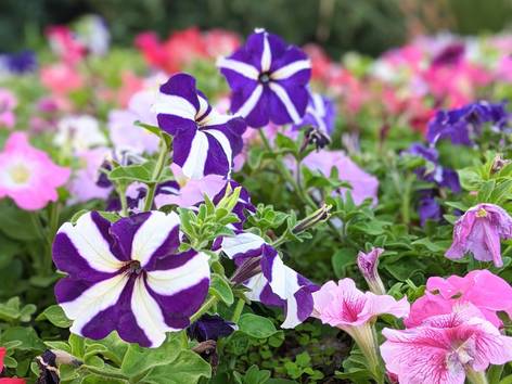 ilustrasi bunga petunia (pexels.com/Rebecca Swafford)