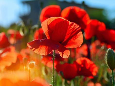 ilustrasi bunga poppy (pexels.com/Adonyi Gábor)