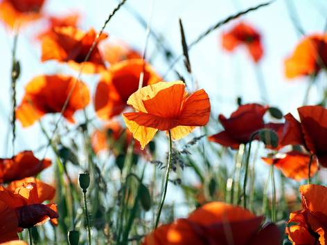 ilustrasi bunga poppy (pexels.com/Susanne Jutzeler, suju-foto)