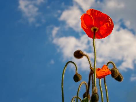 ilustrasi bunga poppy (pexels.com/Pixabay)