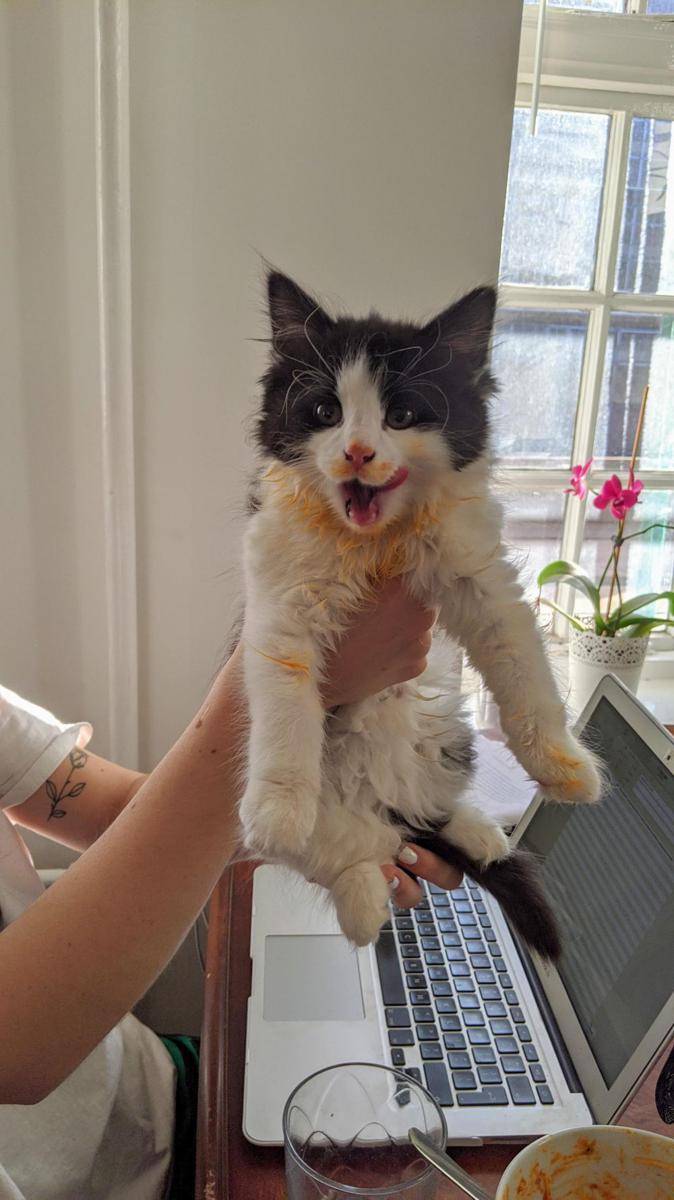 potret momen apes hewan peliharaan (reddit.com/user/Heisen-Bro)