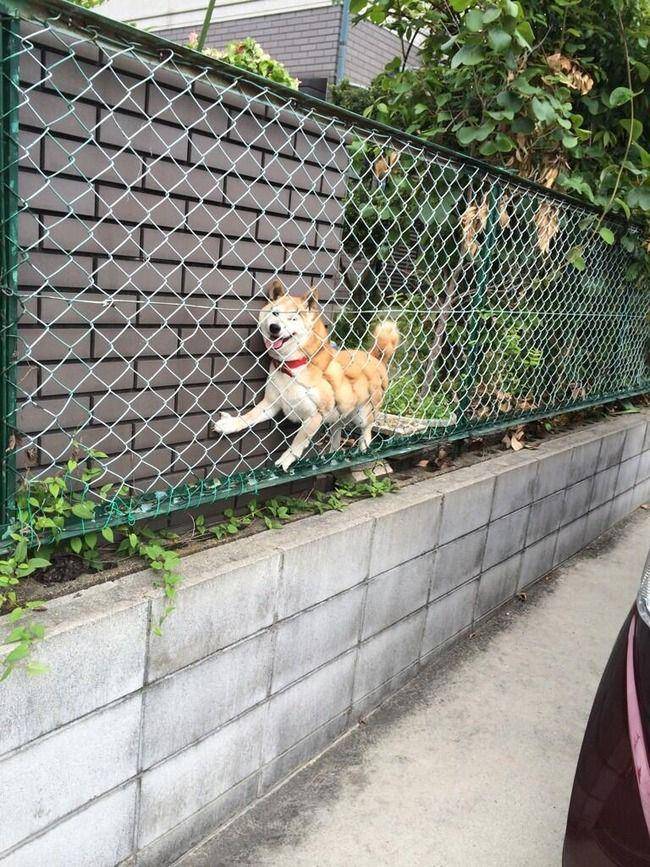 potret momen apes hewan peliharaan (imgur.com/user/shintje)