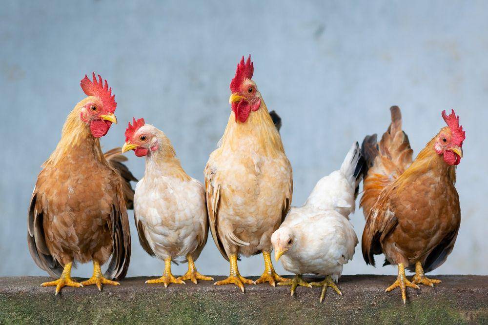 ilustrasi ayam (pixabay.com/Danganhfoto)