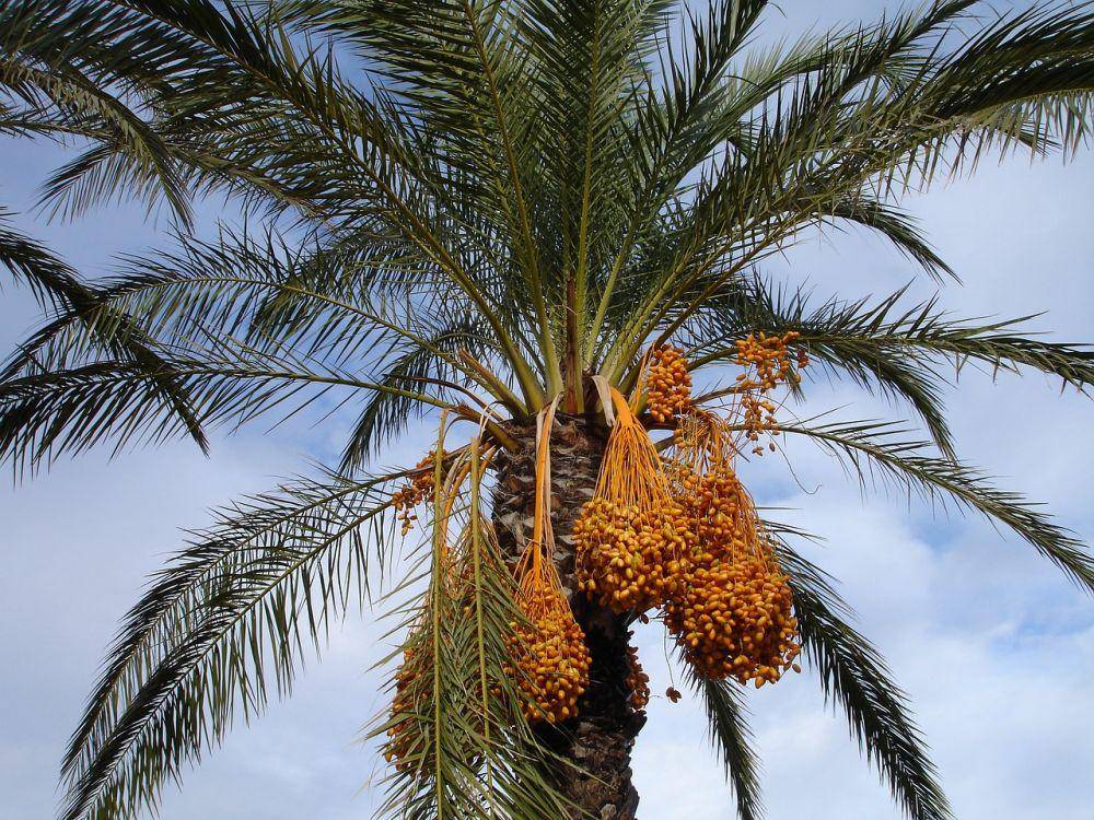Potret pohon kurma (pixabay.com/Simon)