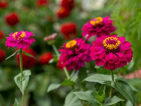 5 Fakta Unik Bunga Zinnia, si Cerah Kembang Kertas