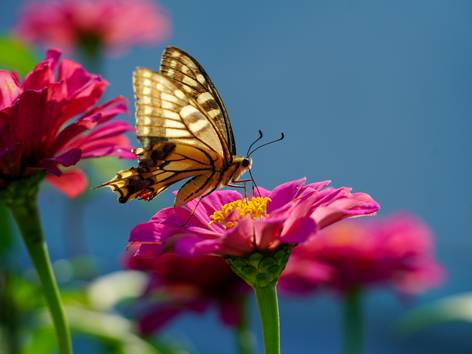 ilustrasi bunga zinnia (pexels.com/김 대정)